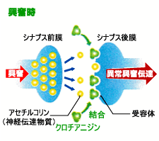 生物毒   福岡大学 理学部